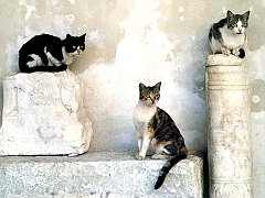 Gatti (126)